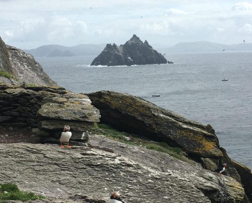 Puffin with Small Skelligs in background
