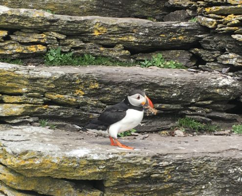 Puffin on Skellig Michael