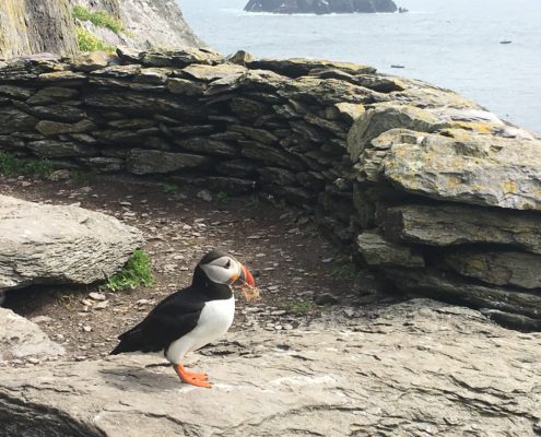 Puffins in June 2017