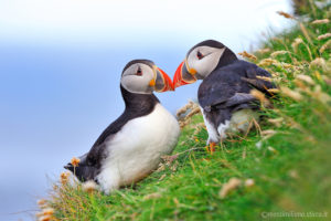 Atlantic-Puffin