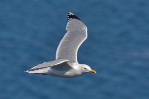 Herring_Gull_in_flight