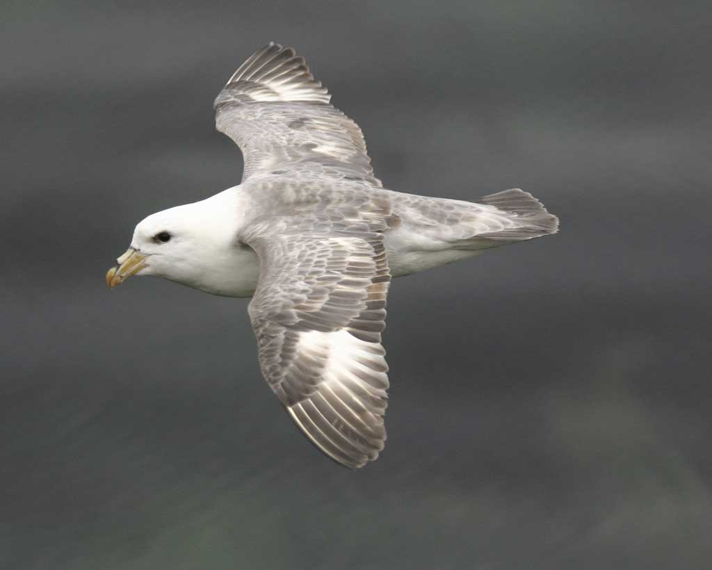 Skelligs Birds - Skellig Michael Cruises