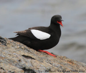 black_guillemot