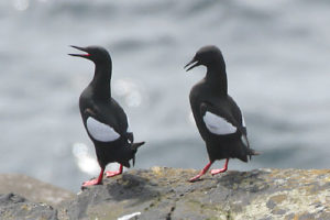 guillemot