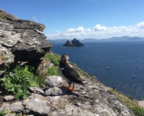 skelligs puffins towards Little Skellig