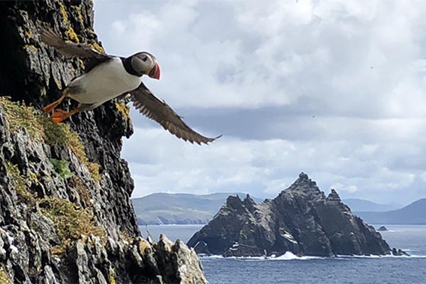 puffin in flight from Skellig Michael