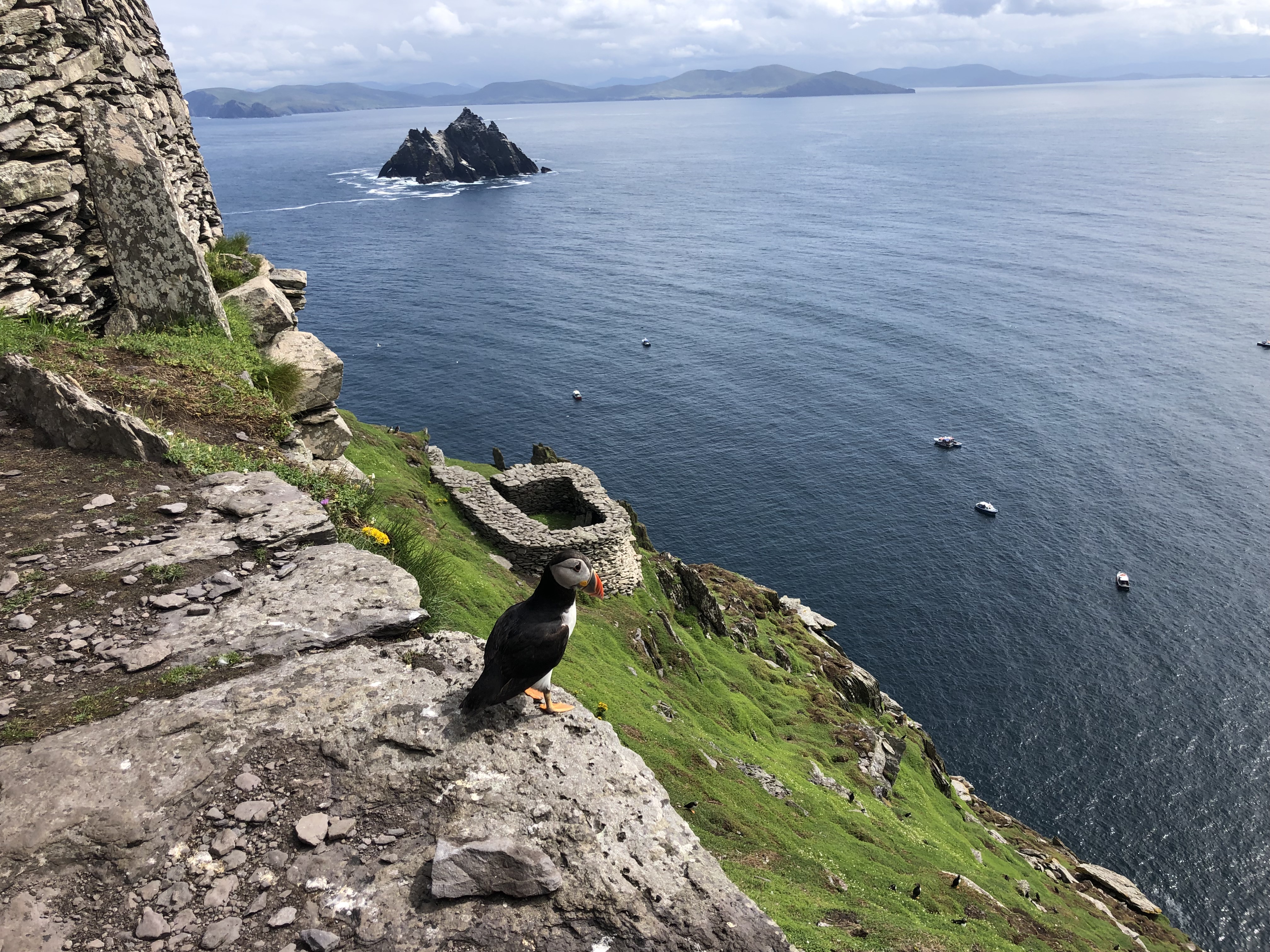 Wildlife on Skellig Michael